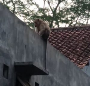 Monyet Liar Masuk Pemukiman Warga di Purbalingga