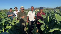 Petani DIY Untung Lebih Besar, Taru Martani Perluas Budidaya Tembakau Grompol