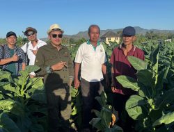 Petani DIY Untung Lebih Besar, Taru Martani Perluas Budidaya Tembakau Grompol